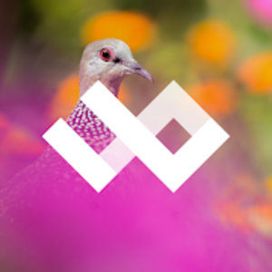 WildPapers – Wildlife Photography Wallpapers v1.0.2 (Patched) APK